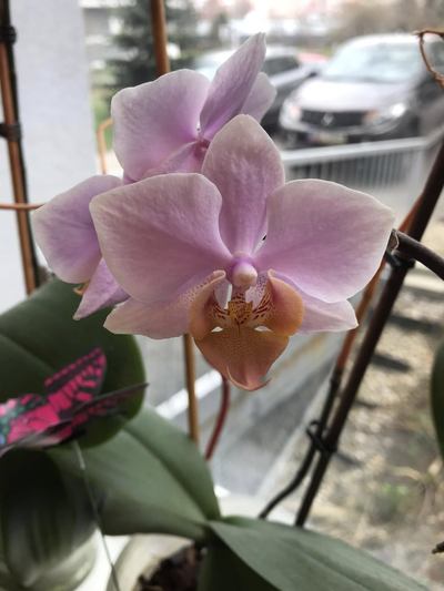 orchidej