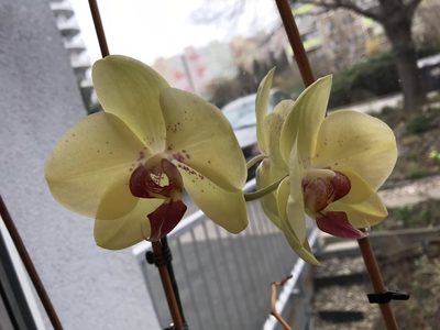 orchidej