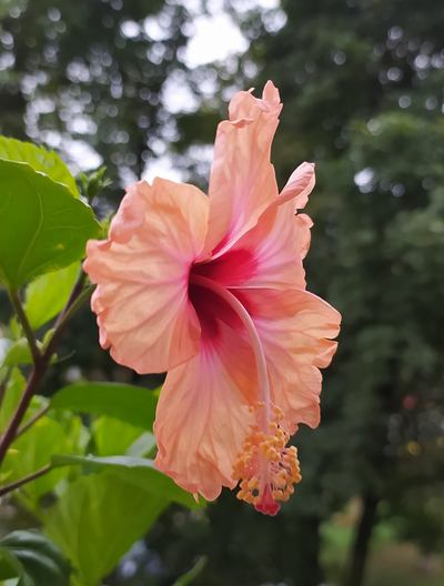 hibiscus