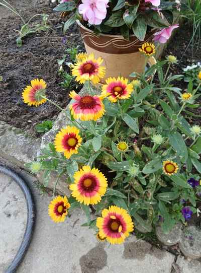 Gaillardia