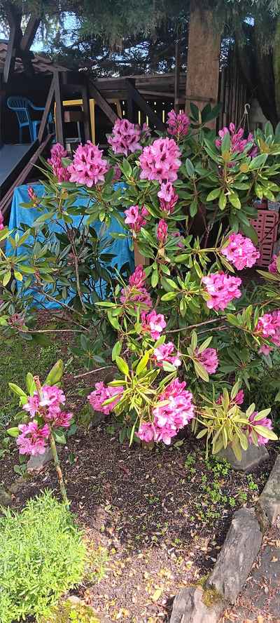 Rhododendron