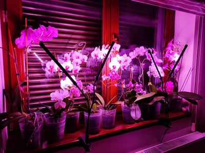 orchidej