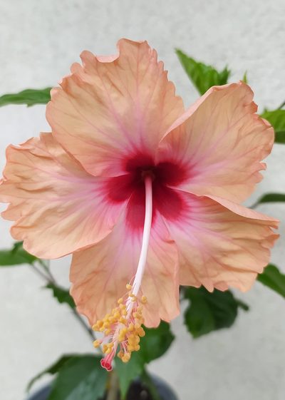 hibiscus