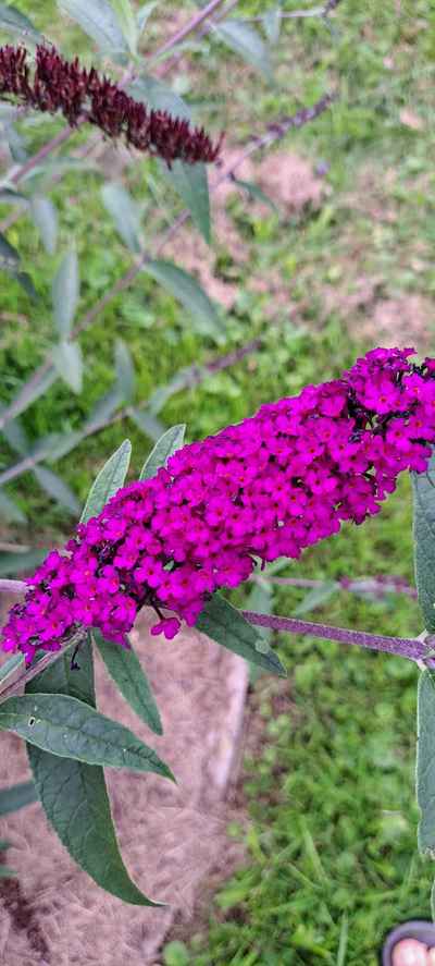 buddleja