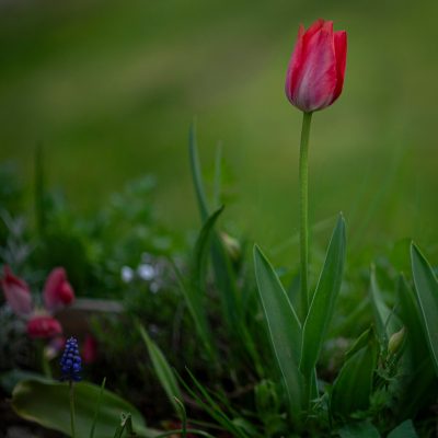Rostlina: tulipán
Kde pěstuji: volně v louce
Jak hnojím: nehnojím