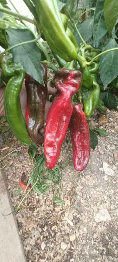 Rostlina: Paprika
Odrůda: Red
Kde pěstuji: Foliovnik
Jak hnojím: Hnojení při sázení a 1x týdně Hnojíkem