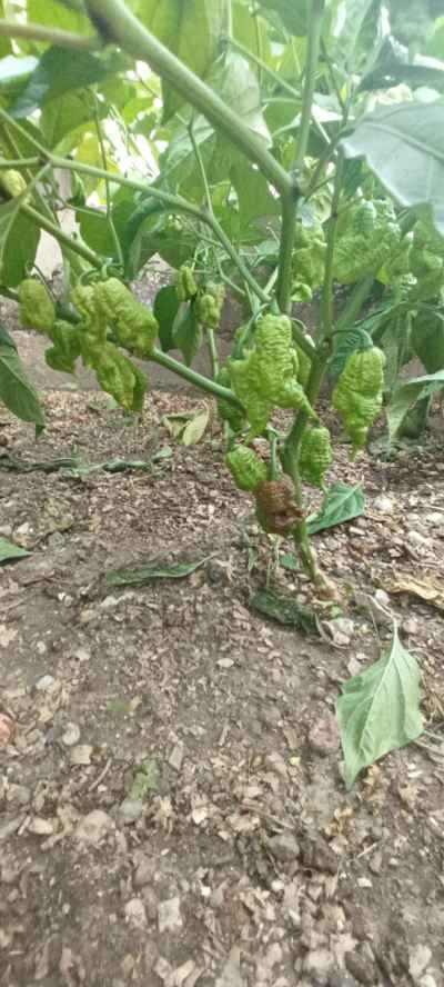 Rostlina: Chilli
Odrůda: Carolina Reaper
Kde pěstuji: Foliovniku
Jak hnojím: Při sázení a 1x za 10dní