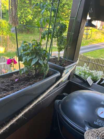 Fotka ze zahrádky